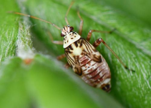Rhabdomiris striatellus